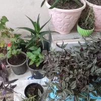 گل وگیاه|گل و گیاه طبیعی|گرگان, |دیوار