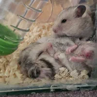 همستر جفت(نر و ماده)