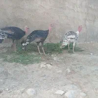 بوقلمون