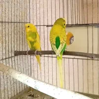 مرغ عشق اسپانگل مولد جفتی