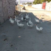 غاز|حیوانات مزرعه|یاسوج, |دیوار