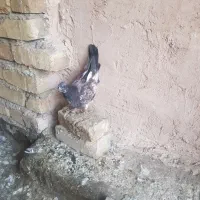 کبوتر‌فروشی