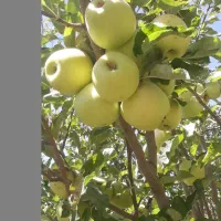سیب درجه یک لبنانی. شیخمیری بروجرد