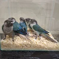 جوجه طوطی گرینچیک تراکوئیس آناناسی گرین چیک