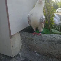 کبوتر ماده مست زیر قیمت