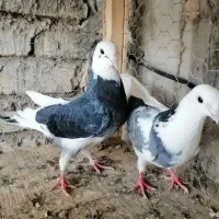 کبوتر رنگی
