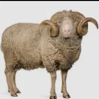 قصاب گاو گوسفند
