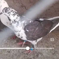 پرنده