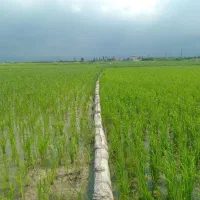 کودهای ارگانیک آلی