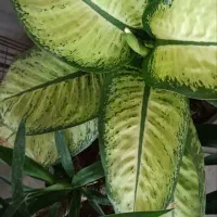 گلبهی