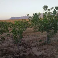 باغ ویلای زیبا