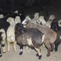 بره ماده داشتی گله ای کوه چر