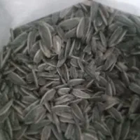 تخمه کانادایی کیلو ۷۰۰