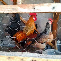 مرغ و خروس لری درجه یک بسیار زیبا