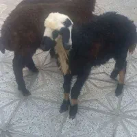 فروش بره