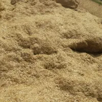 کاه نرم وتمیز سر خرمن