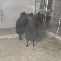 بره نر سبک
