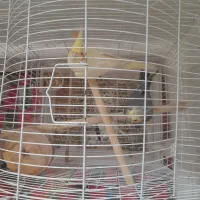 عروس هلندی نر و ماده