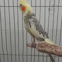 یک عدد عروس هلندی نر  بالغ نژاد دار