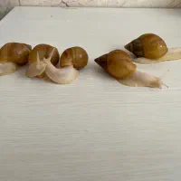 حلزون البینو