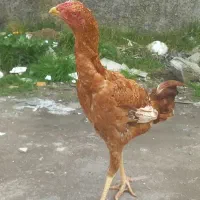 جوجه خروس لاری افغان شش ماهه