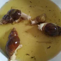 حلزون ،حیوان خانگی ، تراپی پوست ،