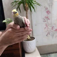 طوطی عروس هلندی دستی