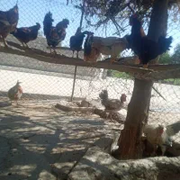 خروس|حیوانات مزرعه|سرپل ذهاب, |دیوار