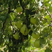 گلابی|خوردنی و آشامیدنی|زبرخان, |دیوار
