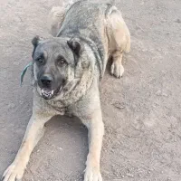سگ نگهبان