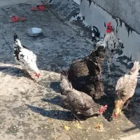 مرغ گلین