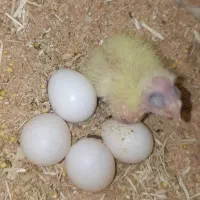 عروس‌هلندی‌مولد
