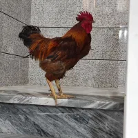 خروس