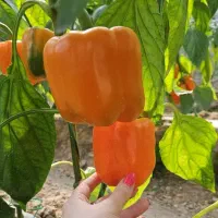 استخدام  زوج/خانواده جهت نگهبانی و امور گلخانه