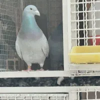 کبوتر دلبر