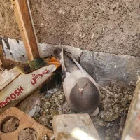 ماده سوسنی پاپر