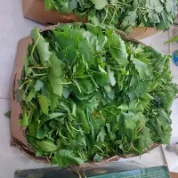برگ دلمه