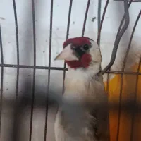 سهره