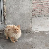 سگ پامرانین نر