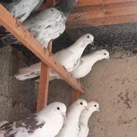 کبوتر گرو|پرنده|رشت, حمیدیان|دیوار