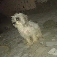سگ پاکوتاه نگهبان تضمینی