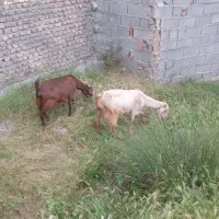 گوسفند