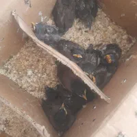 مرغ مینا جوجه
