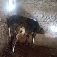 فروش‌گوساله ‌نر‌