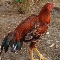 قابل معاوضه