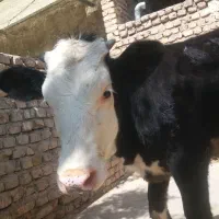 سیمینتال ۷ ماهه