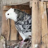 طوقی درجه یک|پرنده|خرمشهر, |دیوار