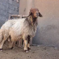 قوچ یا ورن درجه یک طلا