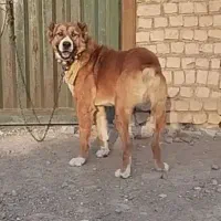 سگ گله|سگ|قم, مهدی آباد|دیوار