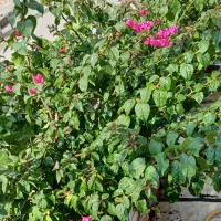 گل وگیاه طبیعی